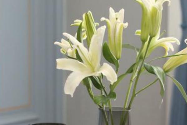 如何水培百合花，先对花枝进行修剪整形