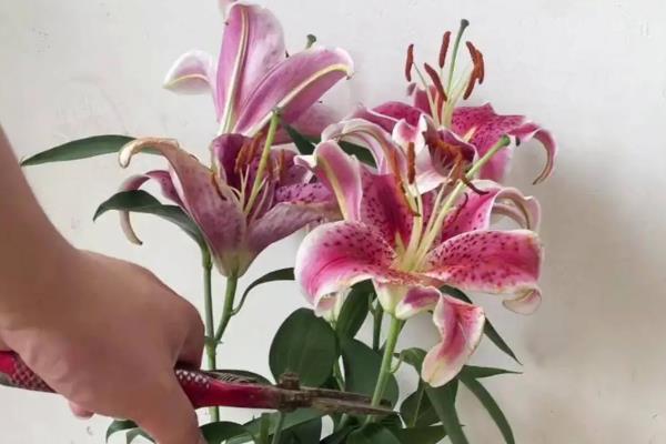 如何水培百合花，先对花枝进行修剪整形