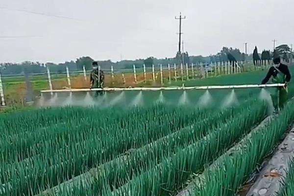 大葱施什么肥料,基肥使用腐熟厩肥和饼肥