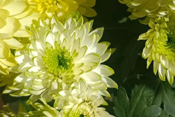 菊花的开放次数,常见品种一年开放一次