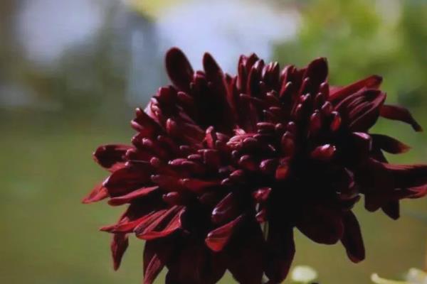 菊花的开放次数,常见品种一年开放一次