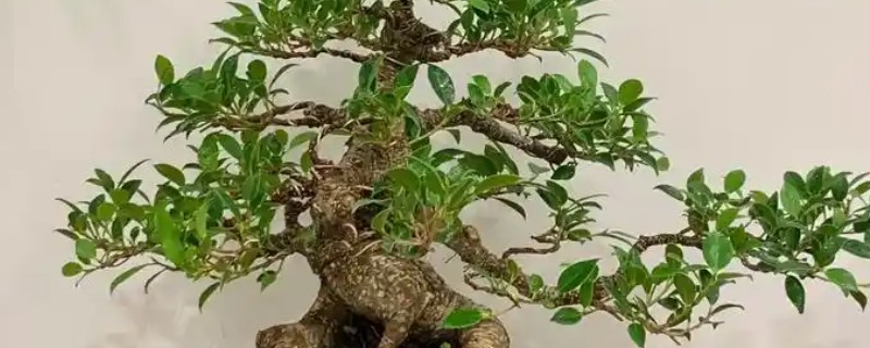 怎么养榕树盆景，夏季一定要采取遮光的措施
