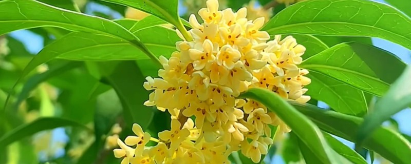 桂花的开花过程，桂花开花前会长花芽
