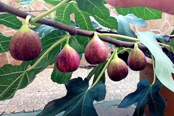 无花果简介,是落叶灌木或小乔木