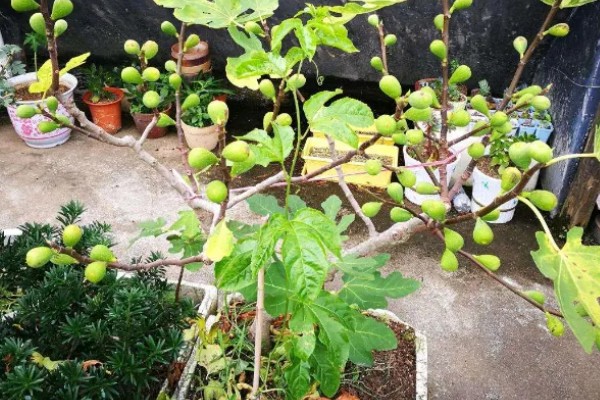 无花果简介,是落叶灌木或小乔木