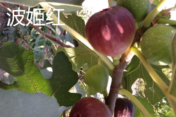 无花果简介,是落叶灌木或小乔木