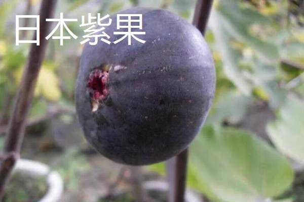 无花果简介,是落叶灌木或小乔木