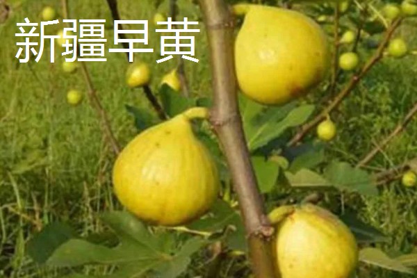 无花果简介,是落叶灌木或小乔木