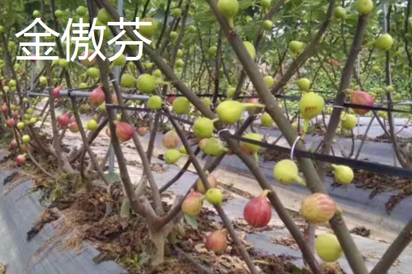 无花果简介,是落叶灌木或小乔木