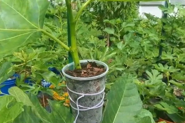 无花果简介,是落叶灌木或小乔木