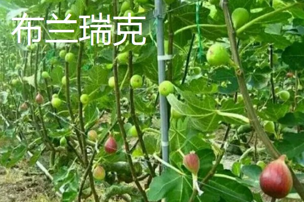 无花果简介,是落叶灌木或小乔木