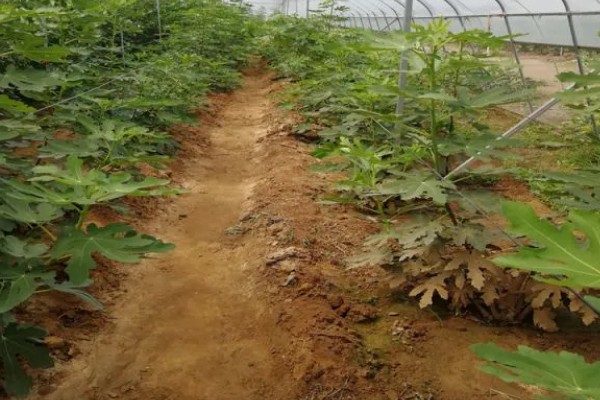 无花果简介,是落叶灌木或小乔木
