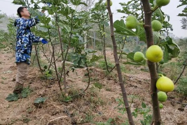无花果简介,是落叶灌木或小乔木