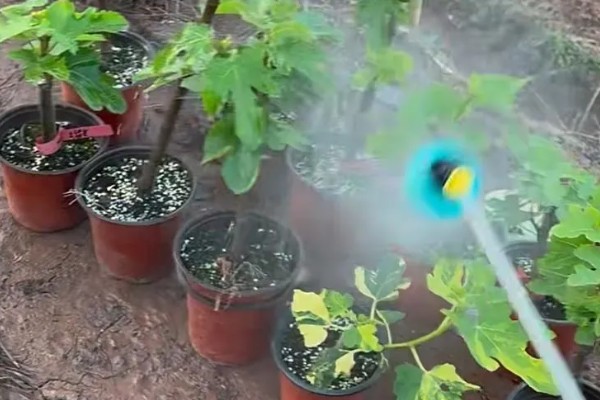 无花果简介,是落叶灌木或小乔木
