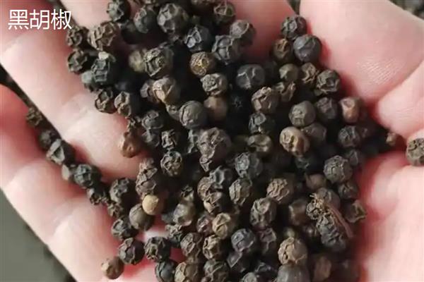 黑胡椒和白胡椒是一样的吗,原料和气味均不同
