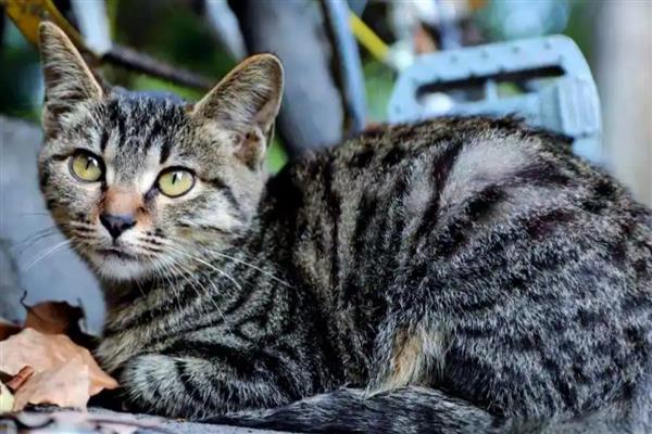 哪些猫是田园猫,常见狸花猫、橘猫等品种