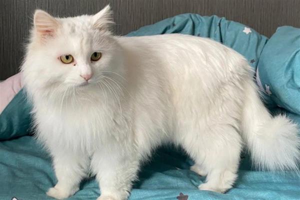 哪些猫是田园猫,常见狸花猫、橘猫等品种