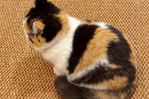 哪些猫是田园猫,常见狸花猫、橘猫等品种