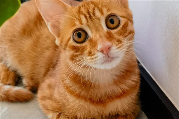 哪些猫是田园猫,常见狸花猫、橘猫等品种