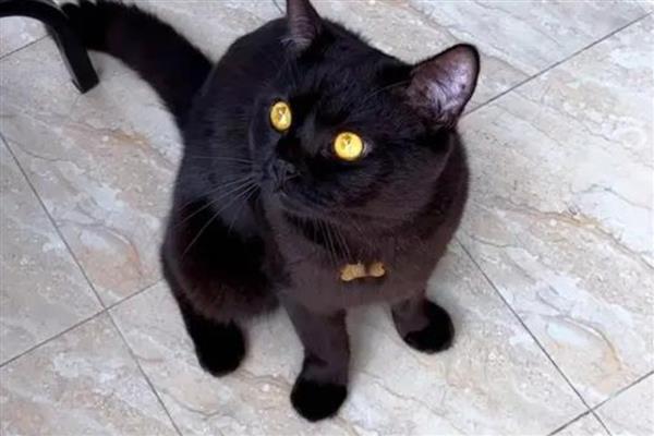 哪些猫是田园猫,常见狸花猫、橘猫等品种
