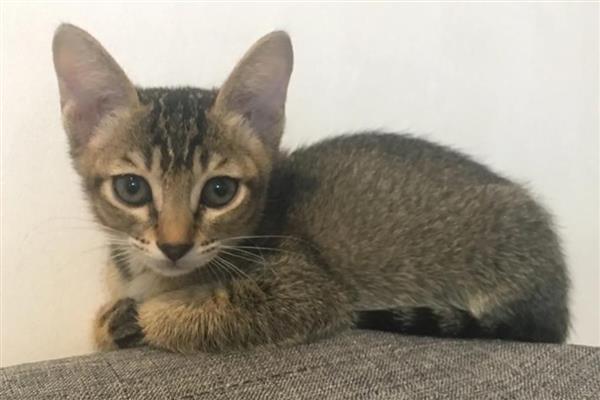 哪些猫是田园猫,常见狸花猫、橘猫等品种