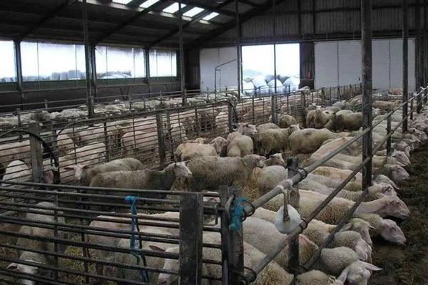 养羊的常见问题,饲喂量要根据其采食量决定