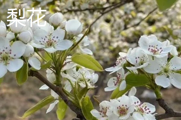 4月有哪些花,有梨花、樱花等