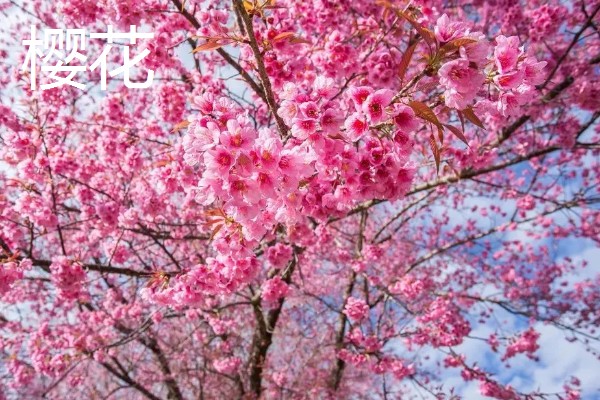 4月有哪些花,有梨花、樱花等
