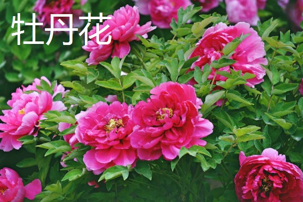 4月有哪些花,有梨花、樱花等