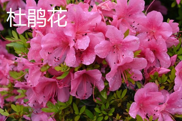 4月有哪些花,有梨花、樱花等