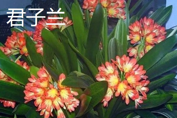 4月有哪些花,有梨花、樱花等