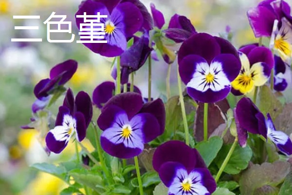 4月有哪些花,有梨花、樱花等