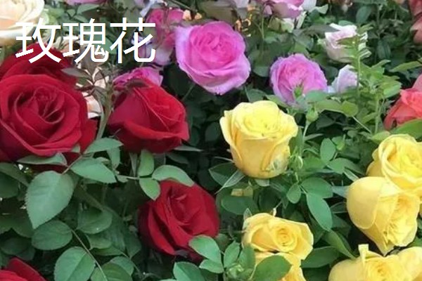 4月有哪些花,有梨花、樱花等