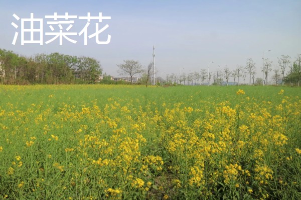 4月有哪些花,有梨花、樱花等