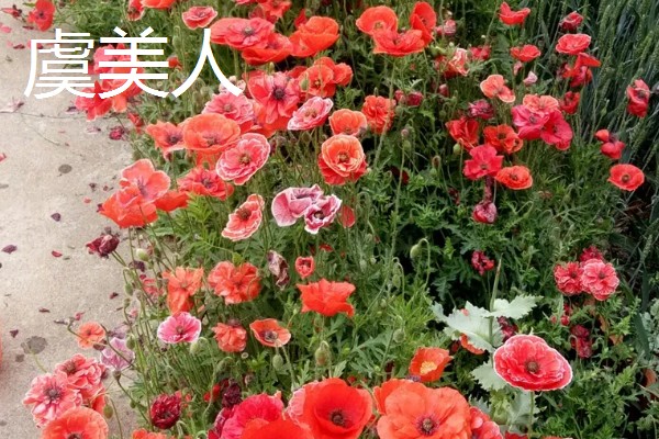 4月有哪些花,有梨花、樱花等