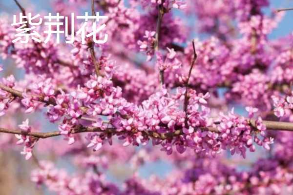 4月有哪些花,有梨花、樱花等