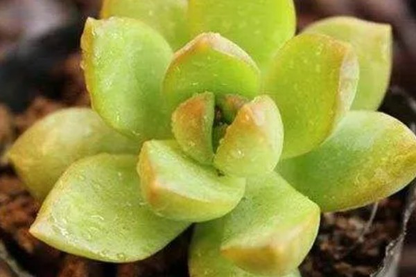 冬天如何养护黄丽多肉，低于3℃要停止浇水