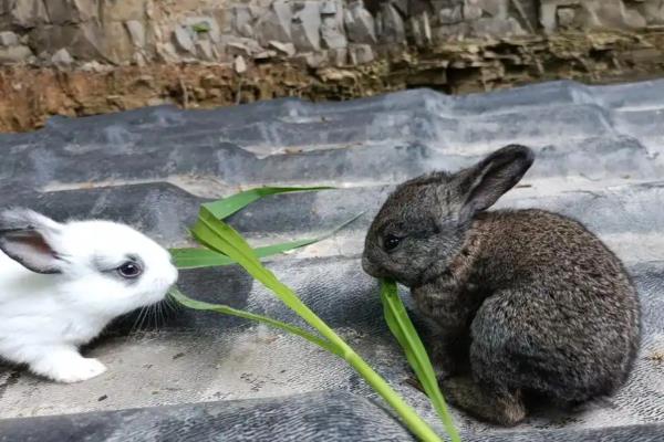 兔子不能吃哪些水果,不能吃牛油果、柿子等