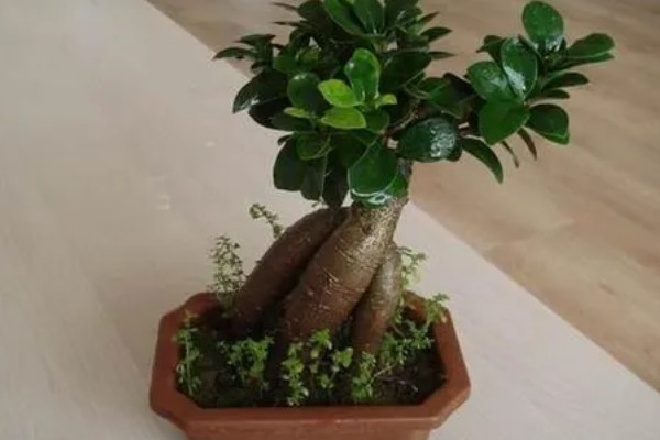 榕树叶子发黄怎么处理，需合理浇水减少施肥