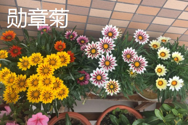 宿根花卉有什么繁殖方式，可播种、扦插繁殖等