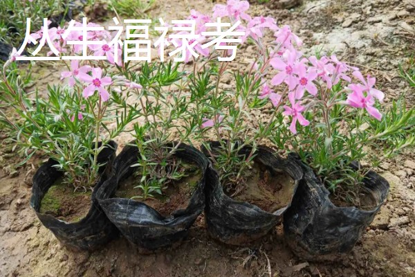 宿根花卉有什么繁殖方式，可播种、扦插繁殖等