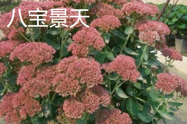 宿根花卉有什么繁殖方式，可播种、扦插繁殖等
