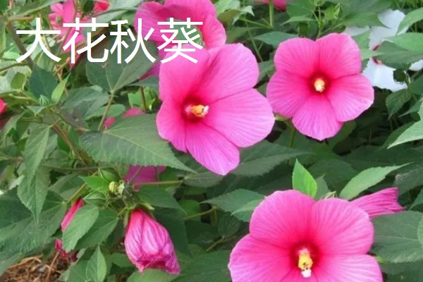 宿根花卉有什么繁殖方式，可播种、扦插繁殖等