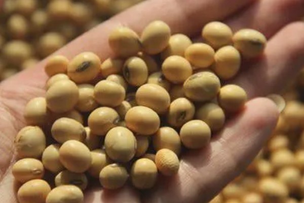 大豆紫斑病怎么防治,结荚期、嫩荚期等时期可以喷施苯菌灵等药物