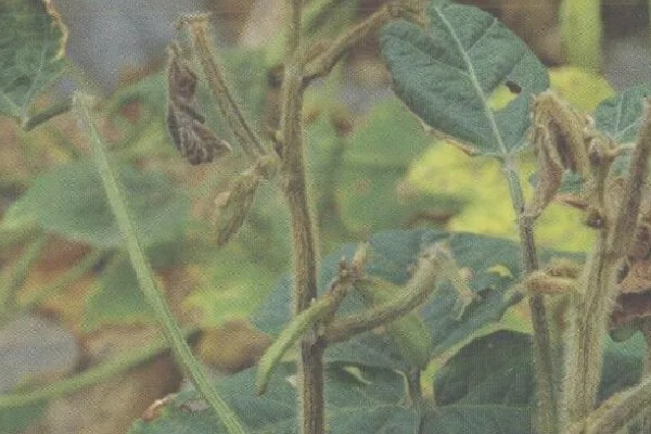 大豆紫斑病怎么防治,结荚期、嫩荚期等时期可以喷施苯菌灵等药物