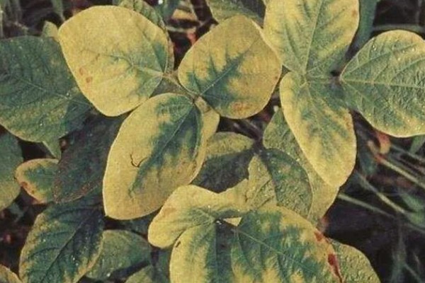 大豆紫斑病怎么防治,结荚期、嫩荚期等时期可以喷施苯菌灵等药物