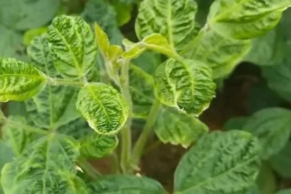 大豆紫斑病怎么防治,结荚期、嫩荚期等时期可以喷施苯菌灵等药物