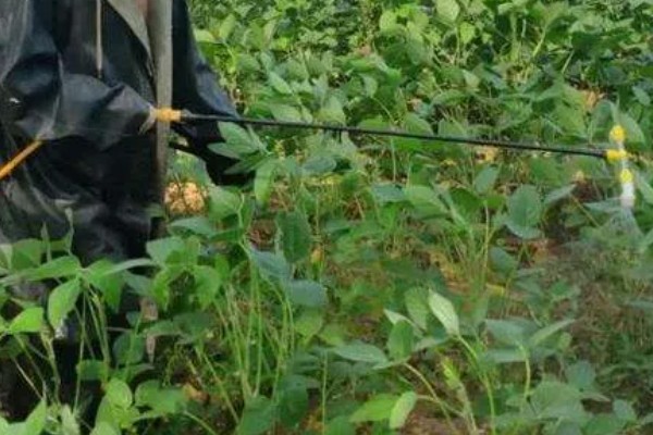 大豆紫斑病怎么防治,结荚期、嫩荚期等时期可以喷施苯菌灵等药物
