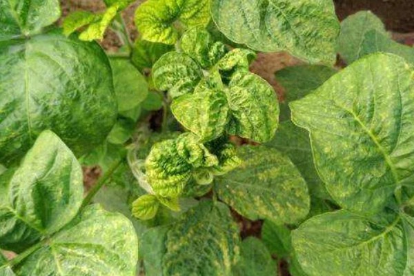 大豆紫斑病怎么防治,结荚期、嫩荚期等时期可以喷施苯菌灵等药物