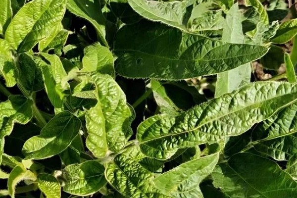 大豆紫斑病怎么防治,结荚期、嫩荚期等时期可以喷施苯菌灵等药物